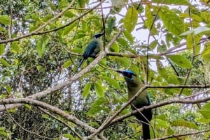 Visite à pied d'Arví