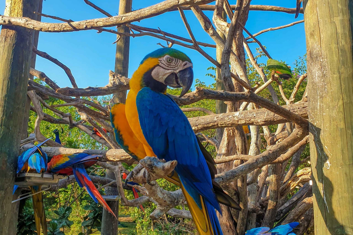 Aviario de colombia: entrada con almuerzo y día de playa