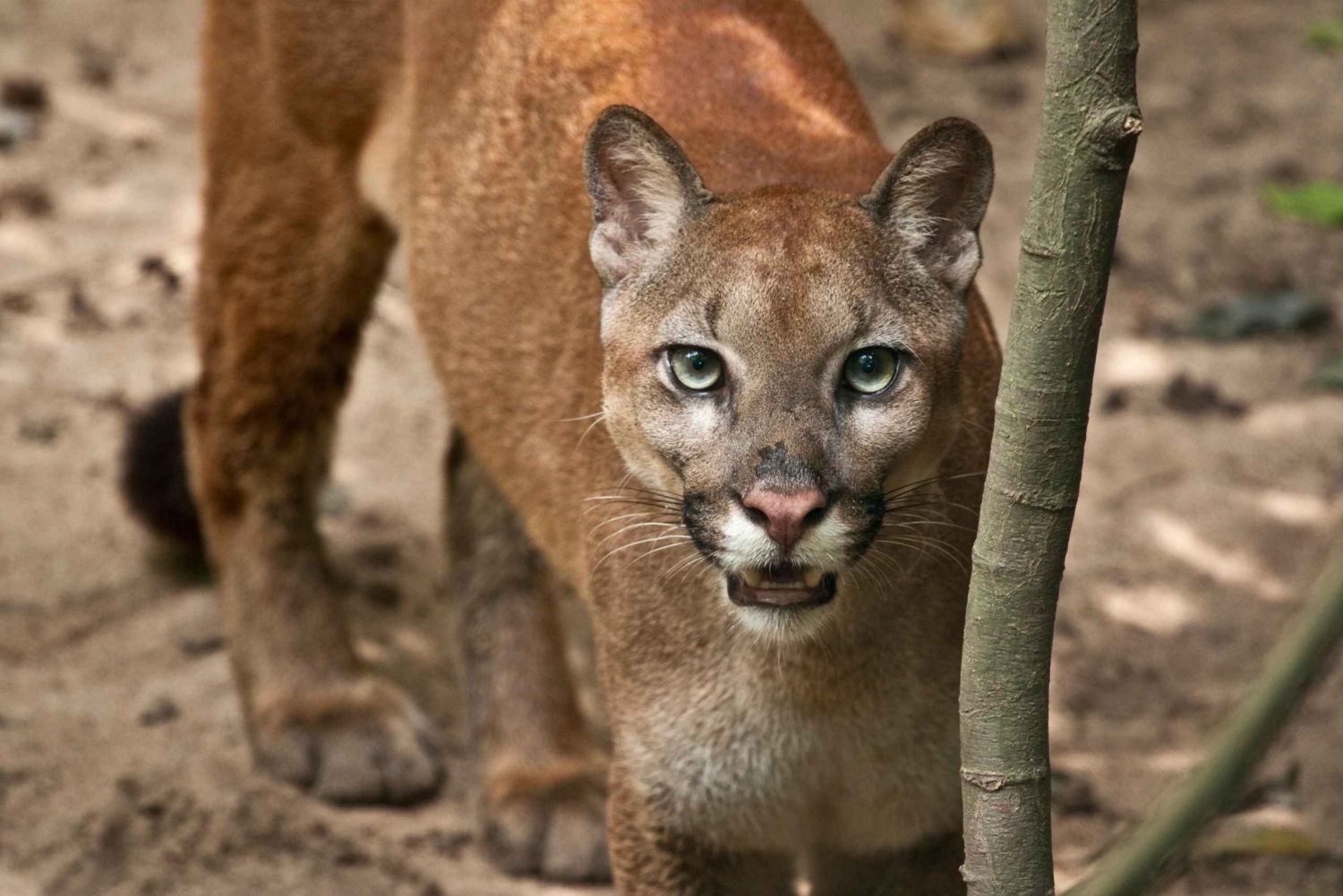 Barranquilla Zoo Access Ticket