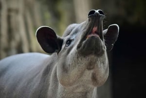 Barranquilla Zoo Access Ticket