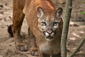 Barranquilla Zoo Access Ticket