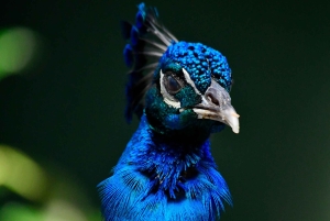 Barranquilla Zoo Access Ticket