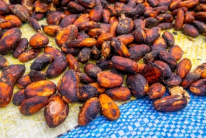 Von der Bohne zur Tafel: Kakao und Schokolade Workshop