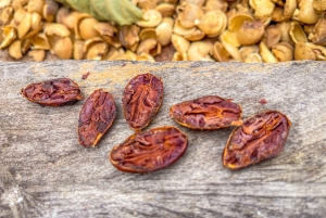 Von der Bohne zur Tafel: Kakao und Schokolade Workshop