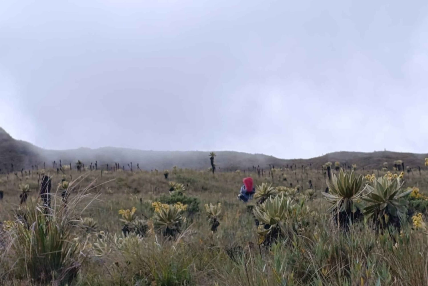 Cykeltur, Ruta de los Andes: Från kaffehuvudstaden till toppen av páramo