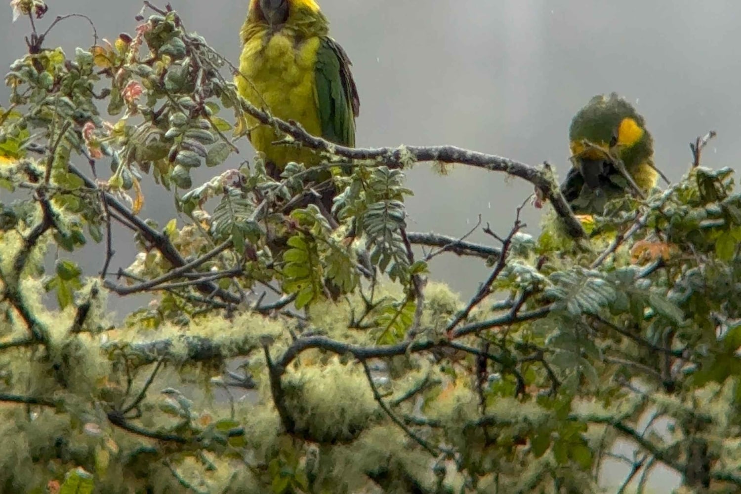 Bike tour through the magical forest of Palmas de La Carbonera