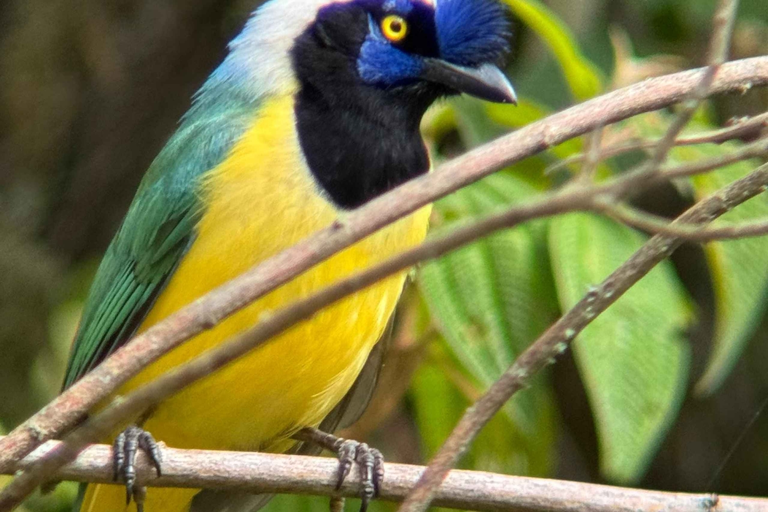 Bike tour through the magical forest of Palmas de La Carbonera