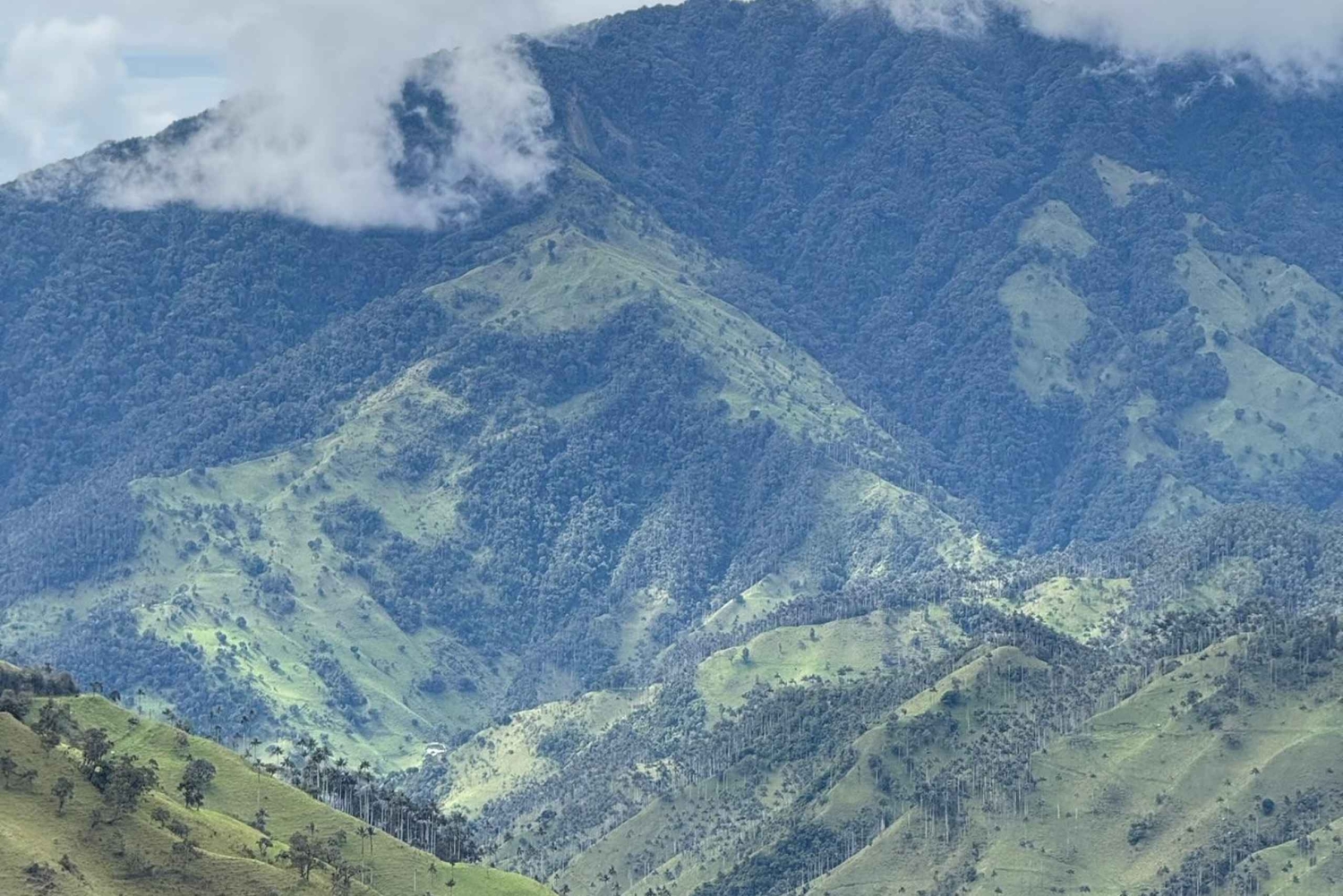 Bike tour through the magical forest of Palmas de La Carbonera