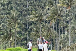 Bike tour through the magical forest of Palmas de La Carbonera