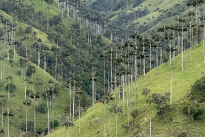 Bike tour through the magical forest of Palmas de La Carbonera