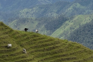 Bike tour through the magical forest of Palmas de La Carbonera