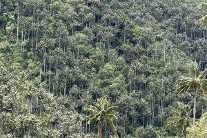 Bike tour through the magical forest of Palmas de La Carbonera
