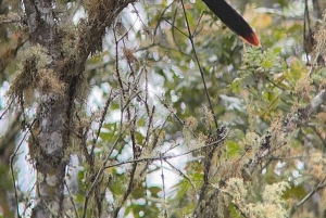 Bike tour through the magical forest of Palmas de La Carbonera