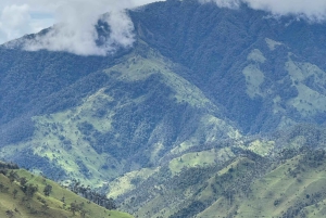 Fahrradtour durch den magischen Wald von Palmas de La Carbonera