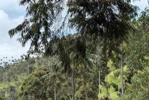 Fahrradtour durch den magischen Wald von Palmas de La Carbonera