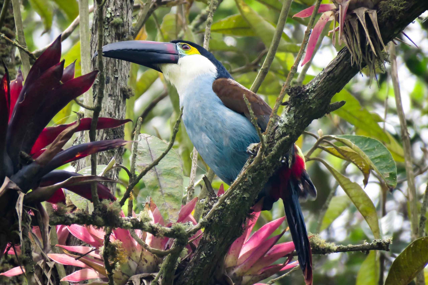 Valle del Cocora: Senderismo ornitológico con desayuno y almuerzo