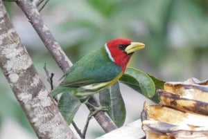 Bird watching ALL included - From Medellín