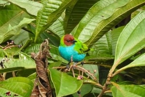 Bird watching ALL included - From Medellín