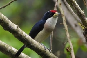 Bird watching ALL included - From Medellín