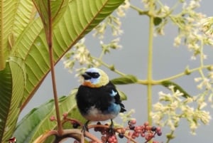 Bird watching ALL included - From Medellín