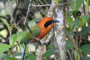 Bird watching ALL included - From Medellín