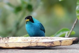 Bird watching ALL included - From Medellín