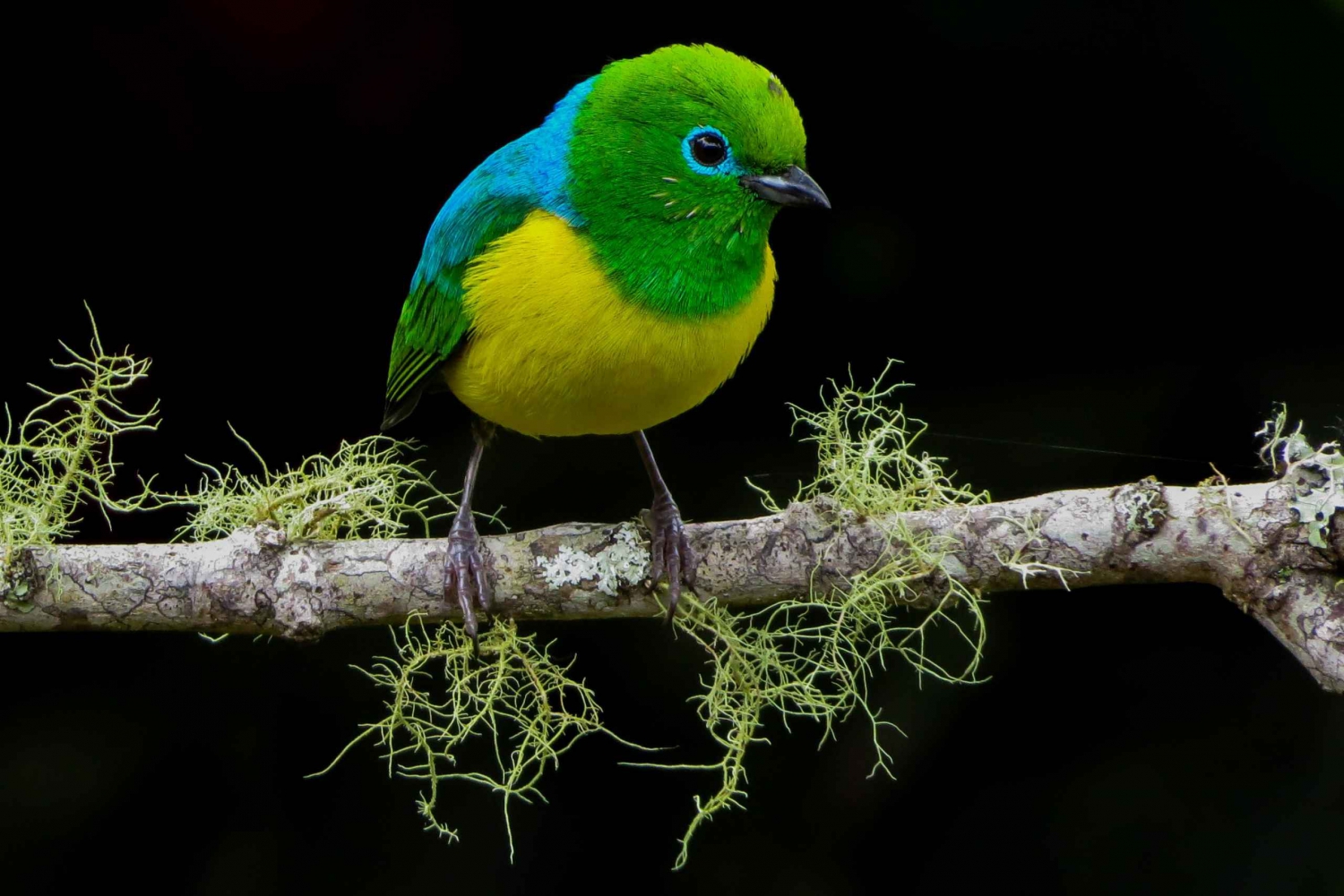 Observación de aves en Cali, Colombia: El Bosque de Niebla de San Antonio
