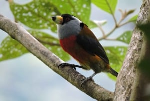 Bird Watching in Cali, Colombia: The San Antonio Fog Forest