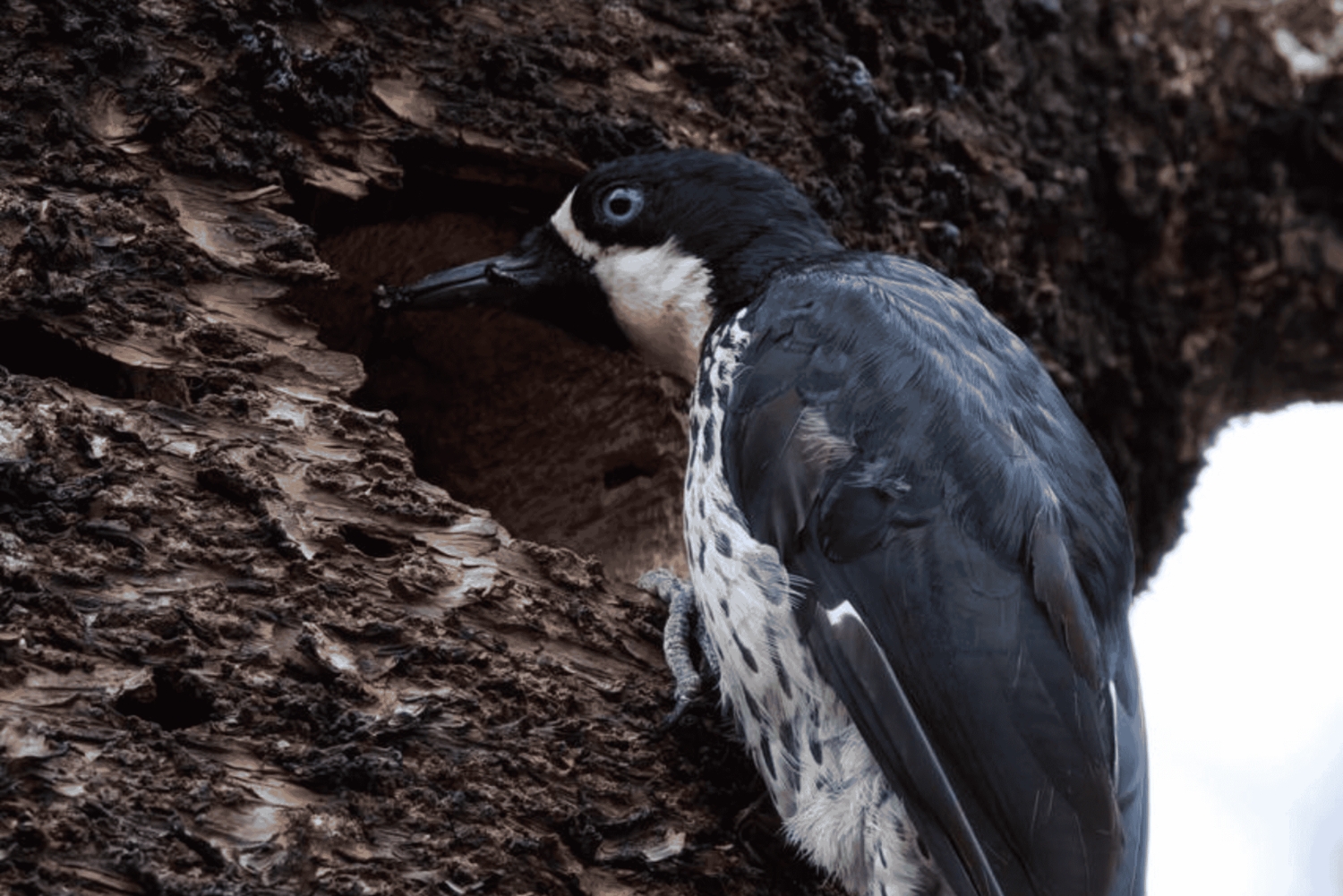 Birding Medellin with expert bird-watcher (Private)