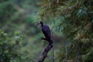 Birding Medellin with expert bird-watcher (Private)