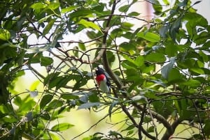 Birding Medellin with expert bird-watcher (Private)