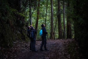 Birding Medellin with expert bird-watcher (Private)