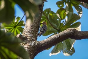 Birding Medellin with expert bird-watcher (Private)