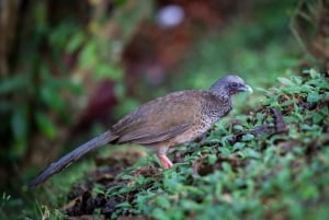 Birding Medellin with expert bird-watcher (Private)