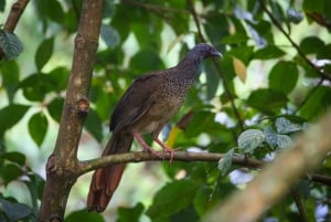 Birding Medellin with expert bird-watcher (Private)