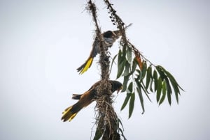 Birding Medellin with expert bird-watcher (Private)