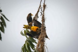 Birding Medellin with expert bird-watcher (Private)