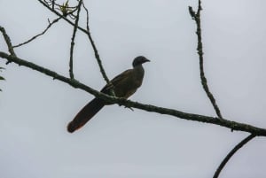 Birding Medellin with expert bird-watcher (Private)