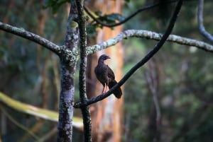 Birding Medellin with expert bird-watcher (Private)