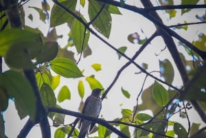 Birding Medellin with expert bird-watcher (Private)