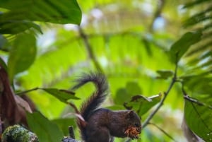 Birding Medellin with expert bird-watcher (Private)