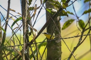 Birding Medellin with expert bird-watcher (Private)