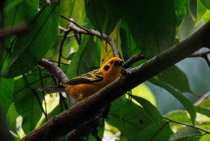 Birding Medellin with expert bird-watcher (Private)
