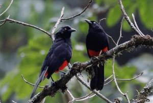 Birding Medellin with expert bird-watcher (Private)