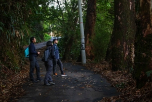 Birding Medellin with expert bird-watcher (Private)