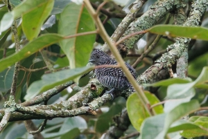Birding Medellin with expert bird-watcher (Private)