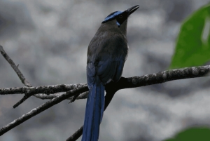 Birding Medellin with expert bird-watcher (Private)