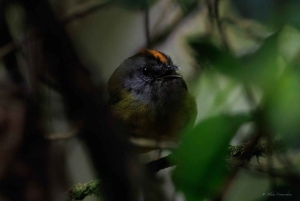 Birding Medellin with expert bird-watcher (Private)