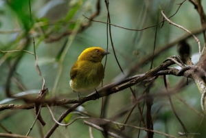 Birding Medellin with expert bird-watcher (Private)