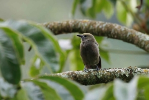 Birding Medellin with expert bird-watcher (Private)